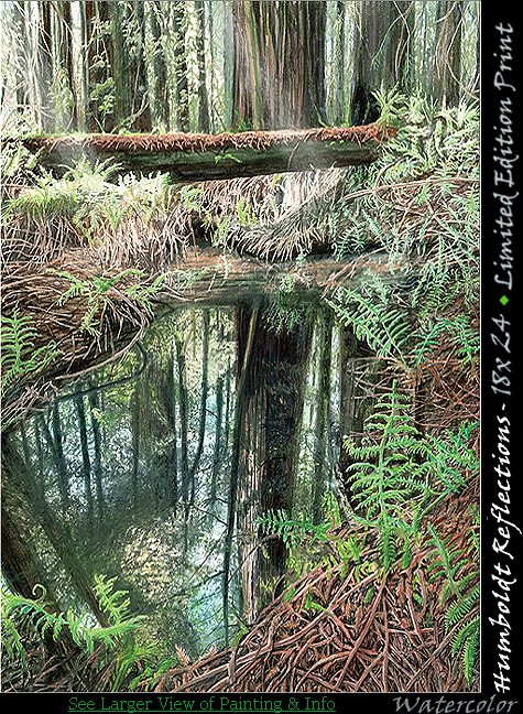 Humboldt Redwood Sequoia Reflections
