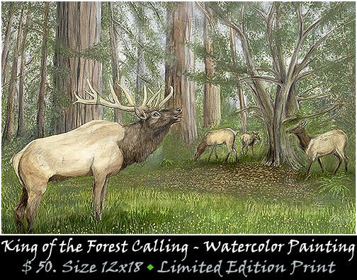 Elk Calling, King of the forest