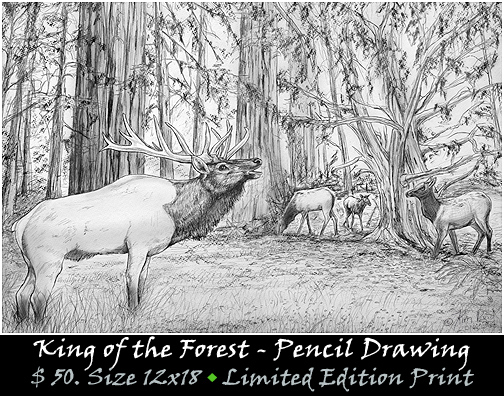 Elk Calling, King of the Forest, Pencil