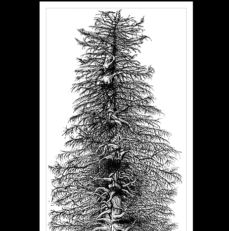 Sequoia Semperviren
