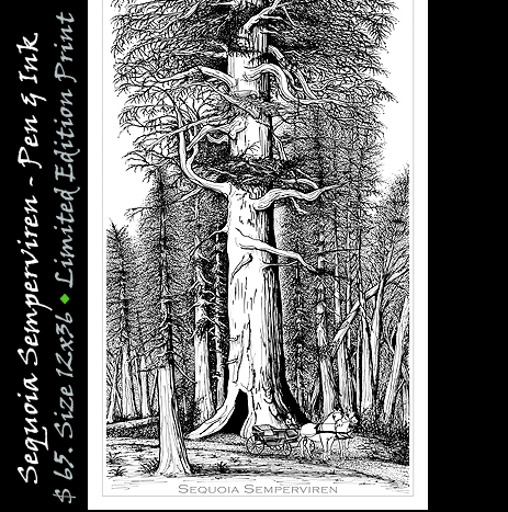 Sequoia Semperviren - Tall Tree